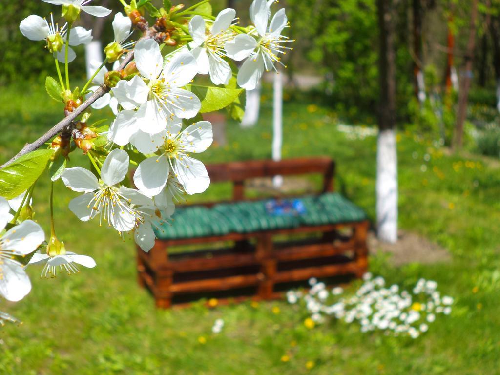 Pensiunea Valea Cernei Teliucu Inferior Exteriér fotografie